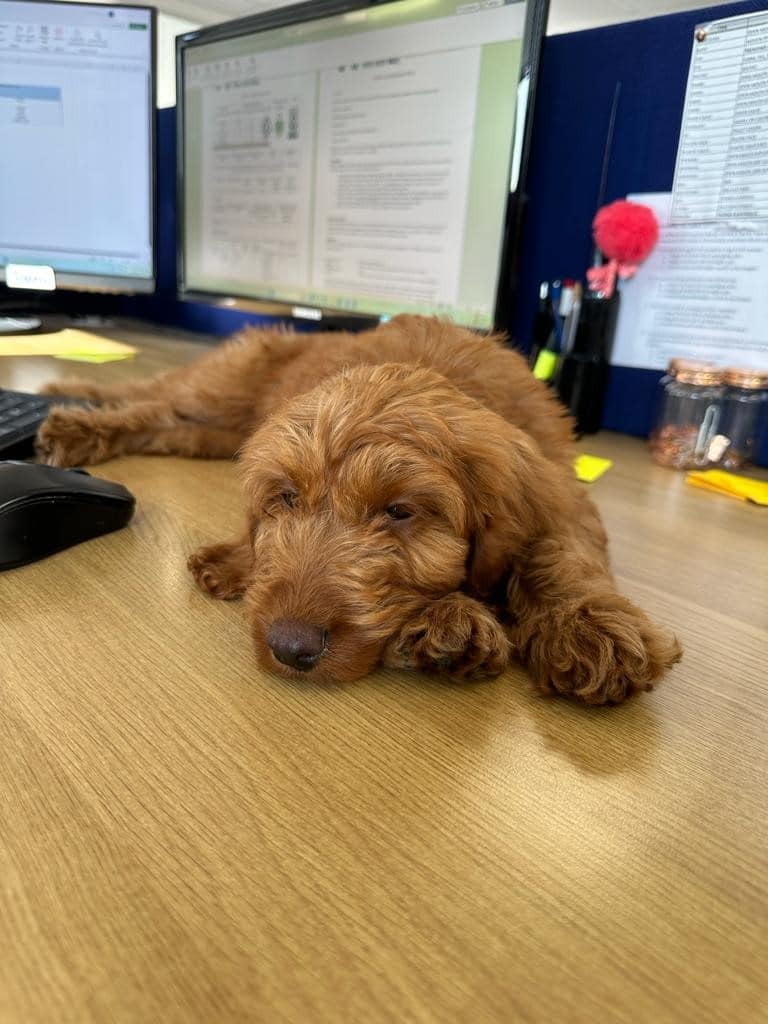 Paws in the Office